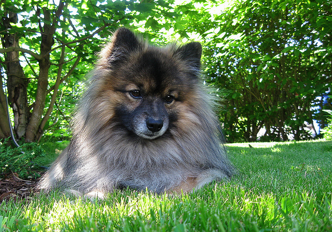 foto de Spitz alemán pequeño