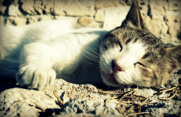 Anzeichen eines Herzinfarkts bei Katzen
