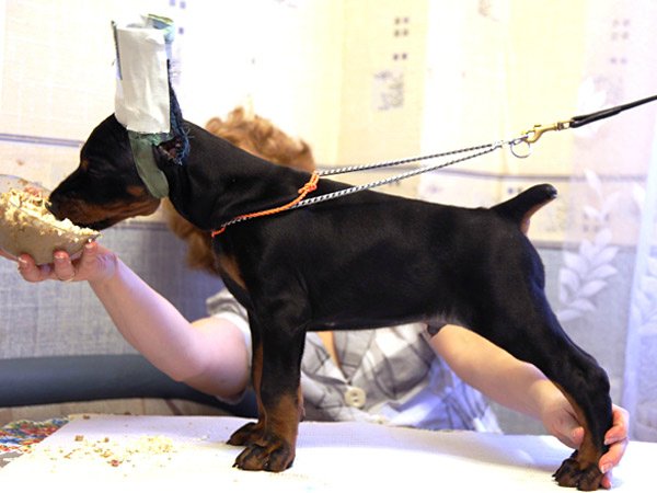 corte de cola en perros, operación de corte de orejas en perros, por qué hacer el corte a un perro