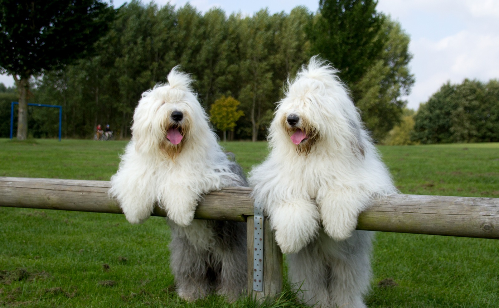 pareja de bobtails