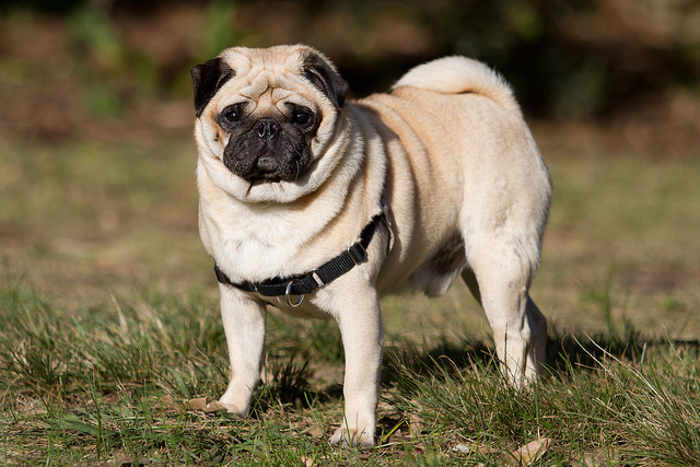 Perro de raza carlino