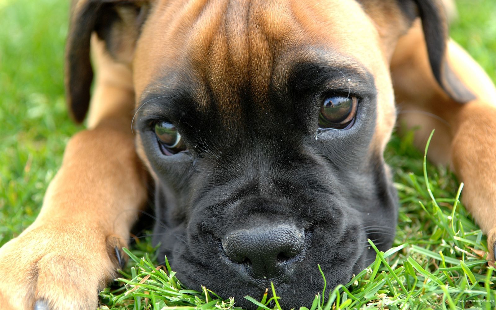cachorro de raza Bullmastiff