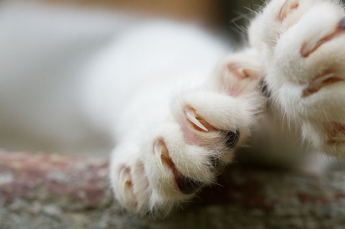 Cómo cortar las uñas al gato