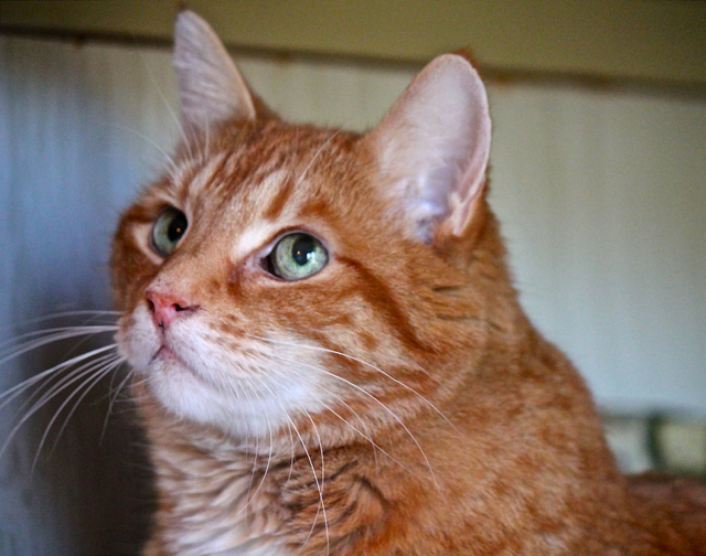 cualquier gato puede salvar la vida de otro minino