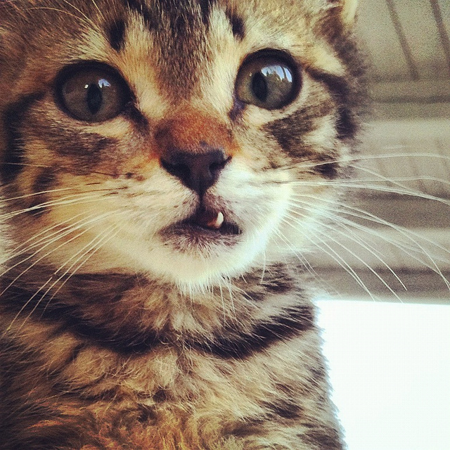 diente de leche de un gatito