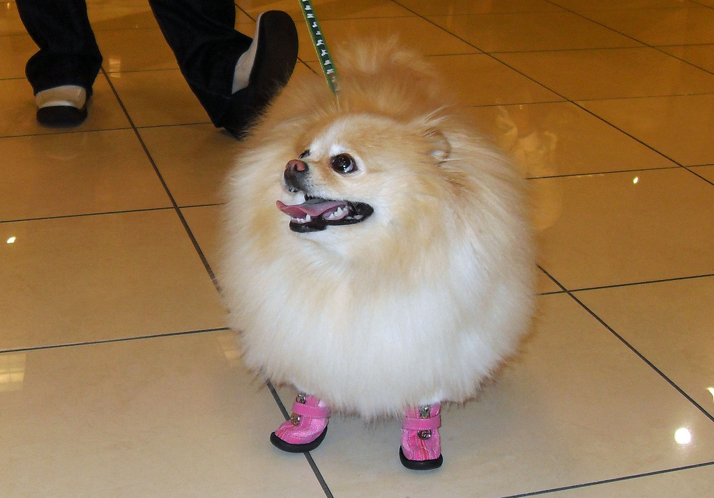 Spitz Pomerania con botines rosas