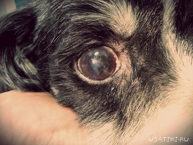 Keratitis bei einem Hund