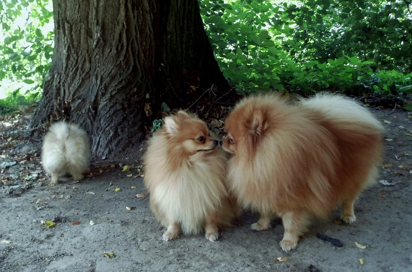 Spitz alemán pequeño (Kleinspitz) en la foto