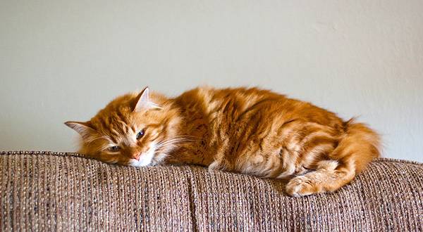 Cymric (gato galés)