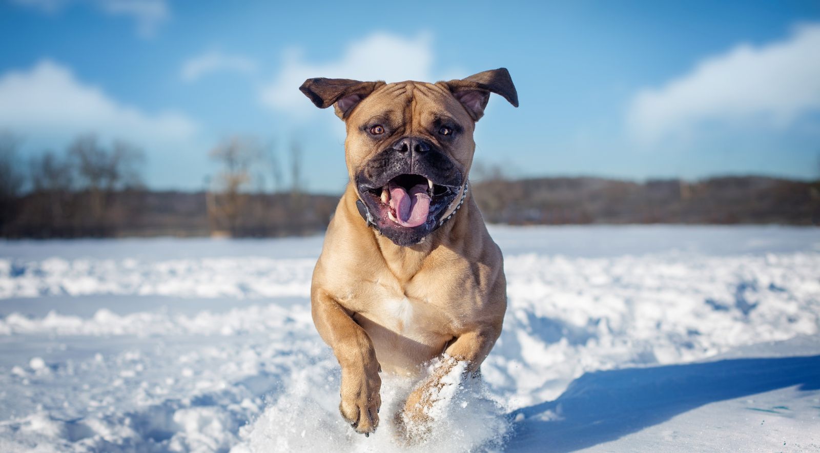Bullmastiff en la nieve