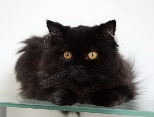 Británica negra de pelo largo