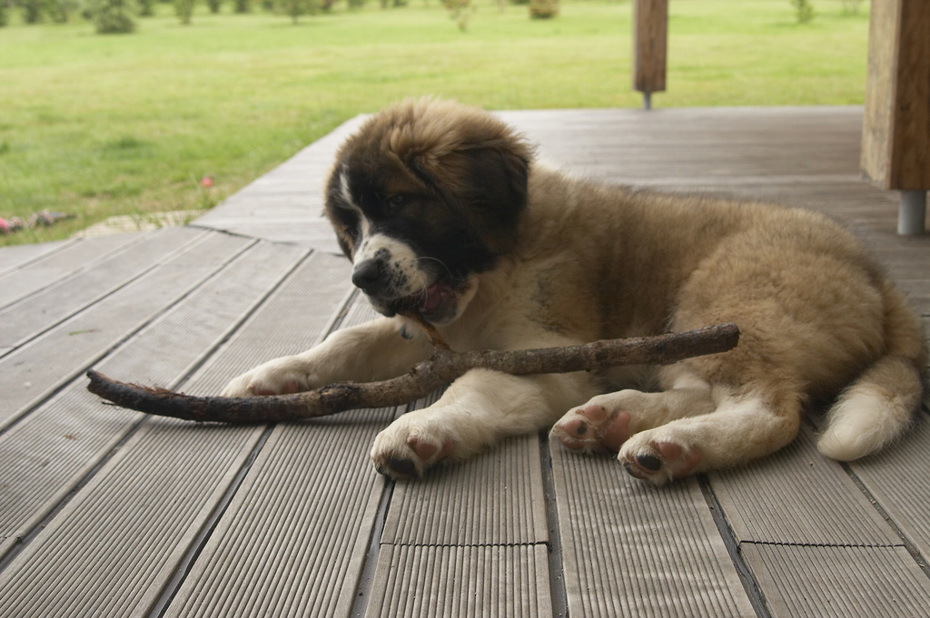Cachorro del perro guardián de Moscú