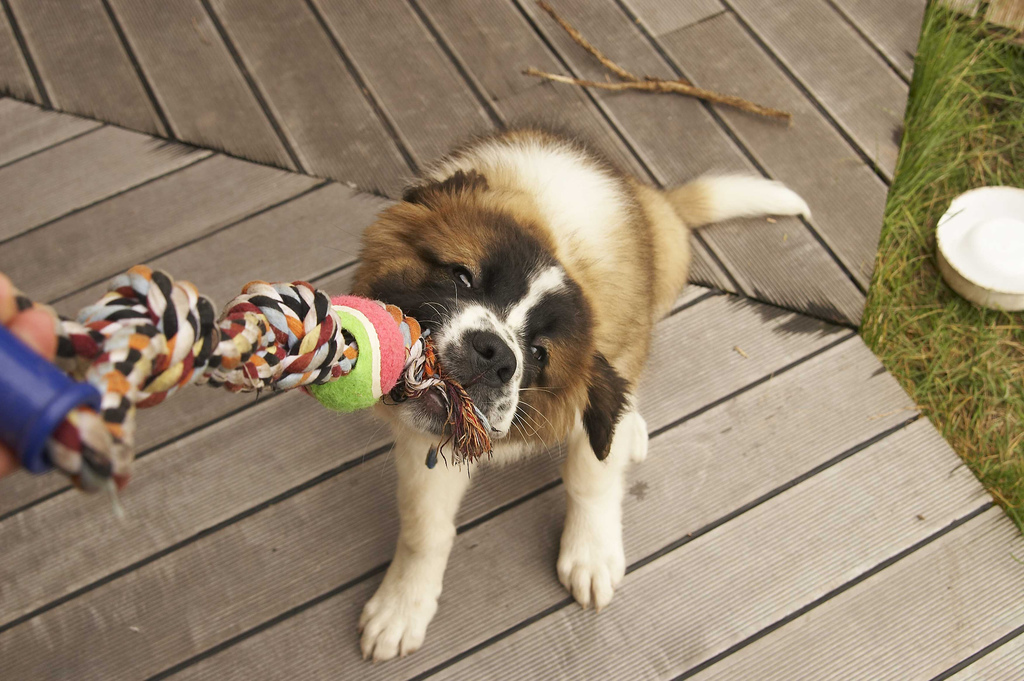 Cachorros del perro guardián de Moscú