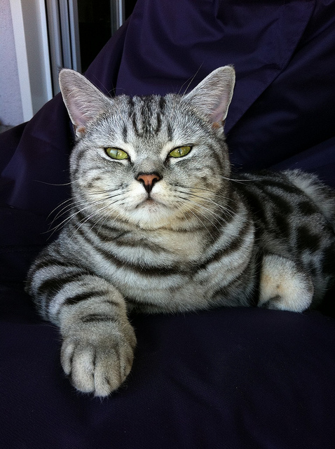 Tabby plateado del británico