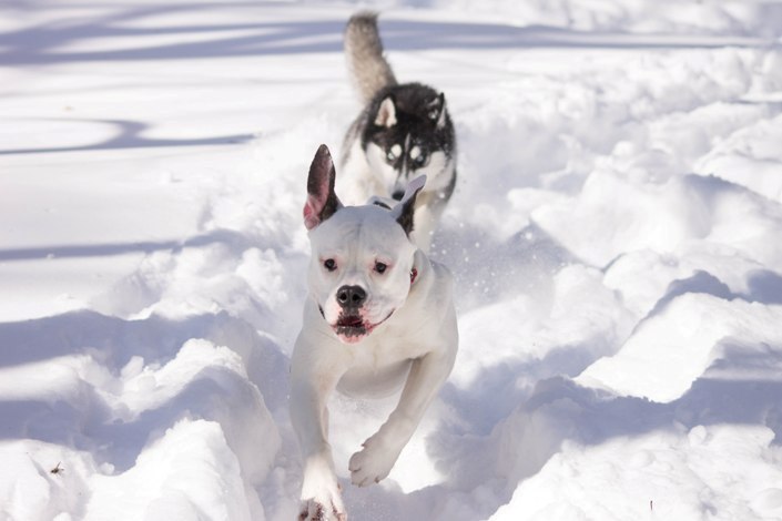 Bulldog americano y husky