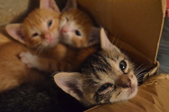 Los gatitos suelen verse más afectados