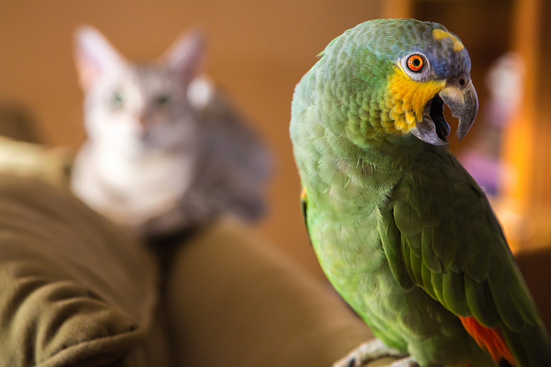gato y loro en casa