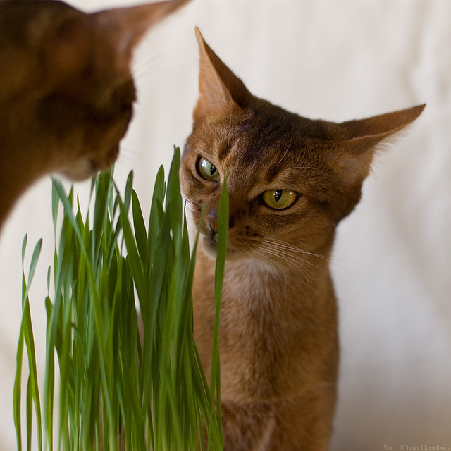 Los gatos comen hierba