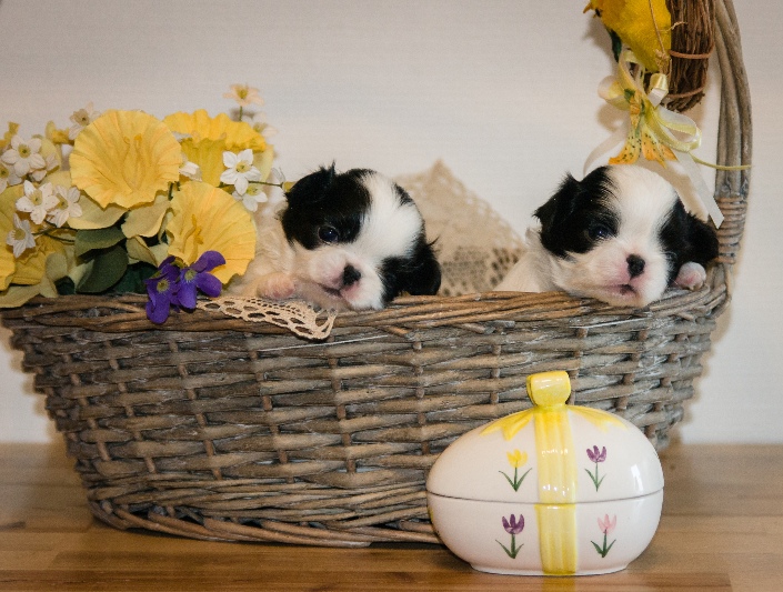 cachorros del Chin japonés