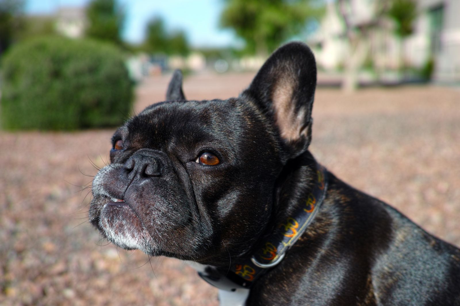 Foto de bulldog francés
