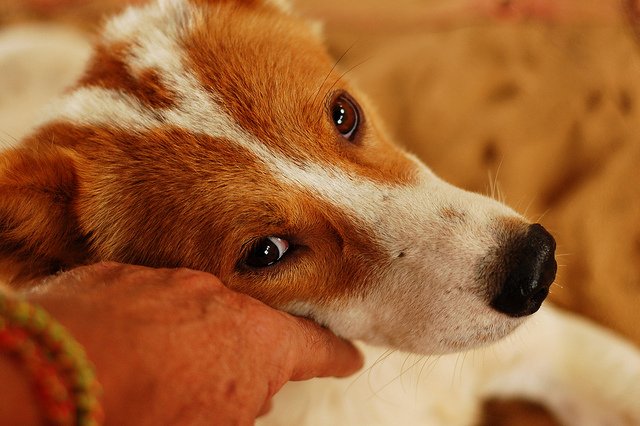 causas de la cirrosis hepática en el perro