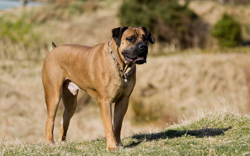 perros de la raza boerboel sudafricano
