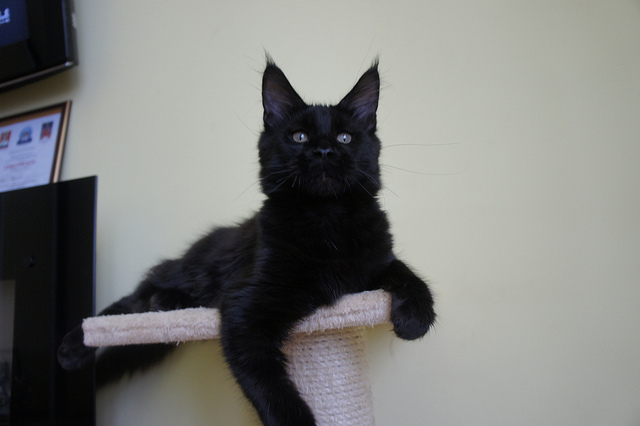 Schwarzer Maine Coon