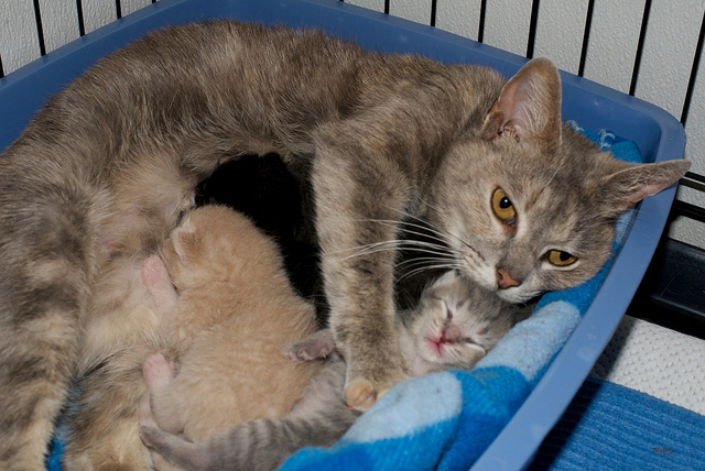 Ayuda a la gata y a los gatitos