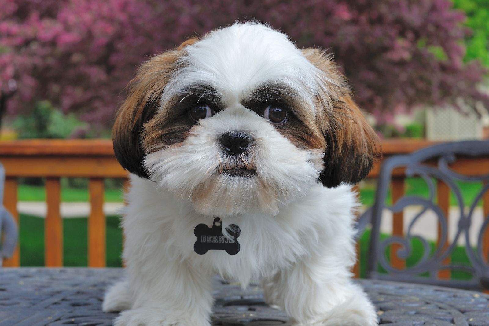 cachorros shih tzu