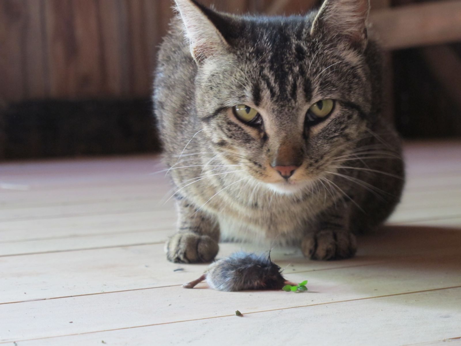 una de las posibles causas de la aparición de lombrices en los gatos
