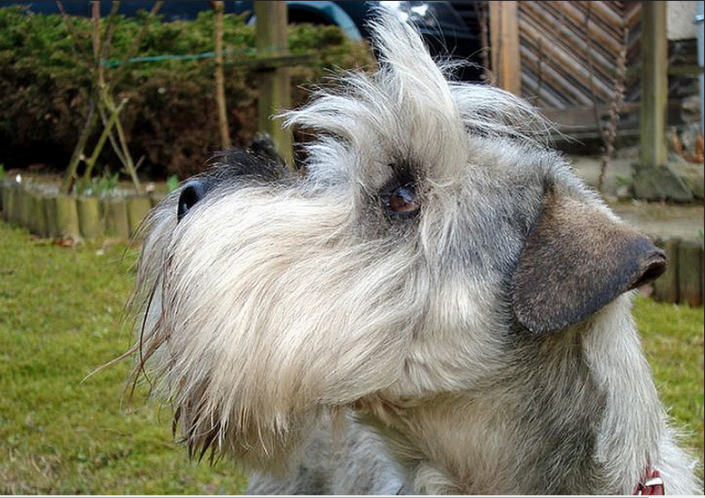 adiestramiento y educación del schnauzer mediano