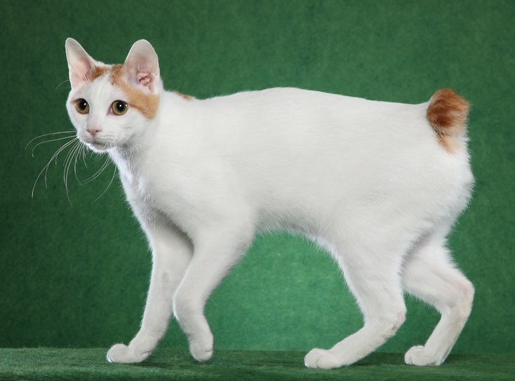Raza de gatos Bobtail japonés