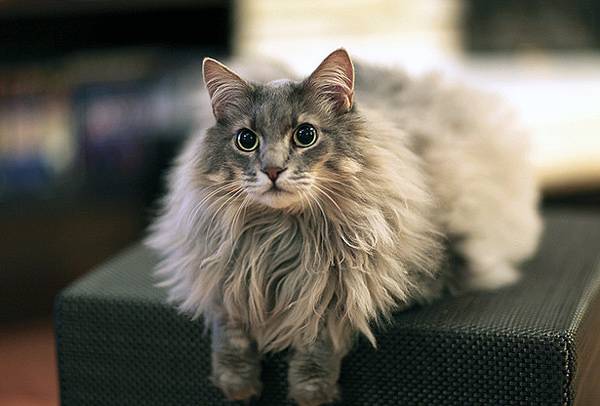 Gatos de pelo largo