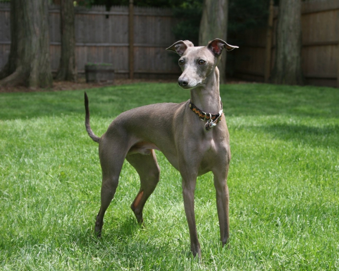 Italienischer Windhund