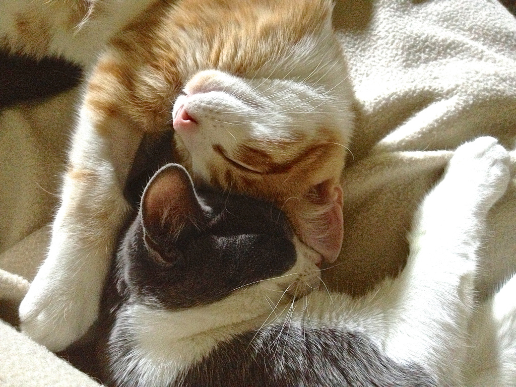 gato y gata abrazándose