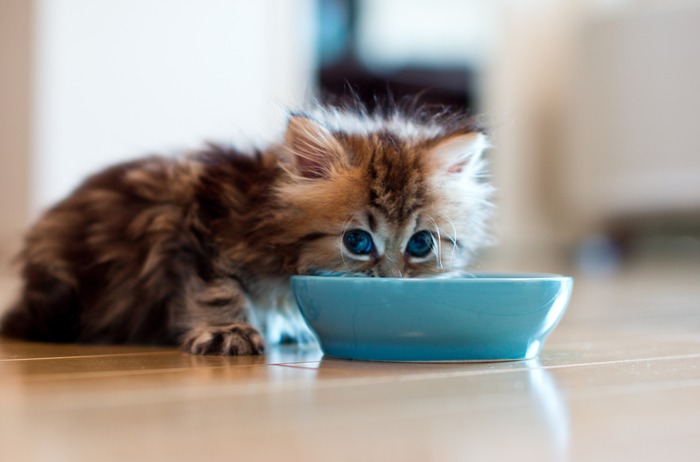 Alimentación correcta de los gatitos