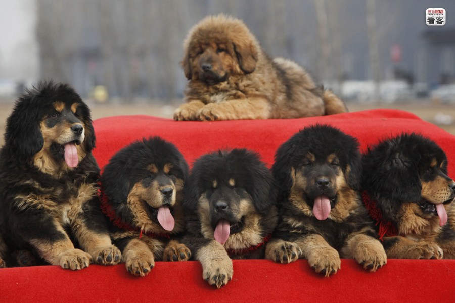cachorros de mastín tibetano