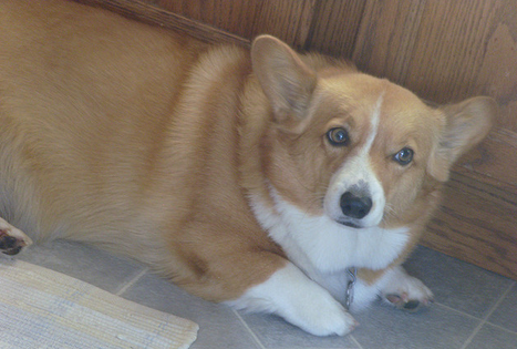 Raquitismo en un cachorro