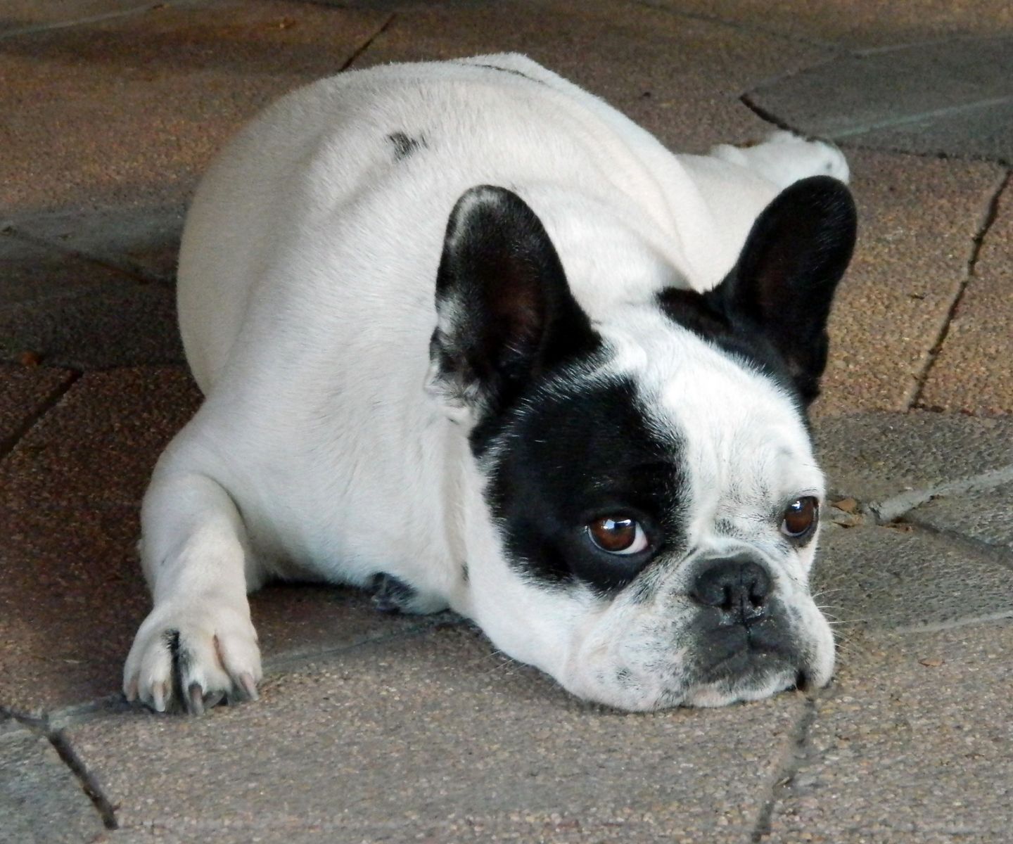 Foto de bulldog francés