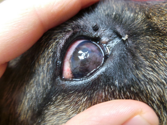 Glaucoma en perros