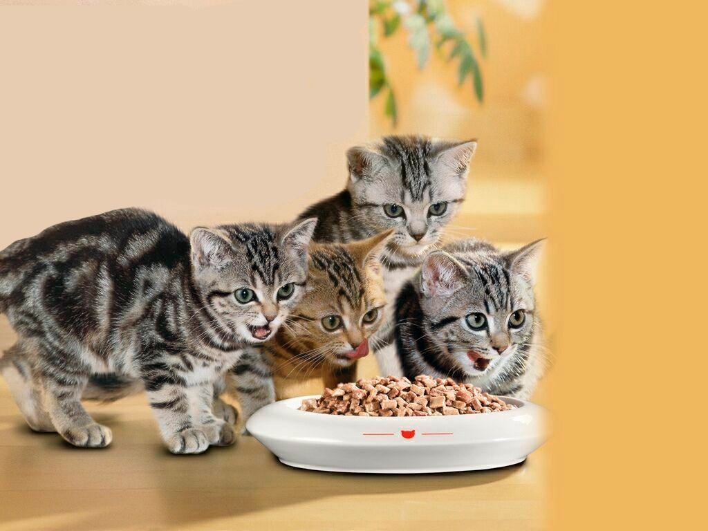 Womit füttert man eine Katze zu Hause?