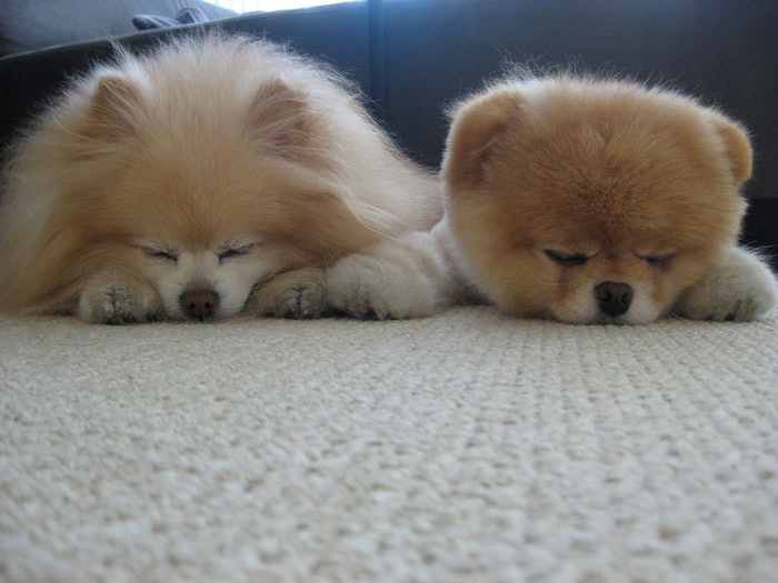 perros de raza Spitz, razas de perros, Spitz