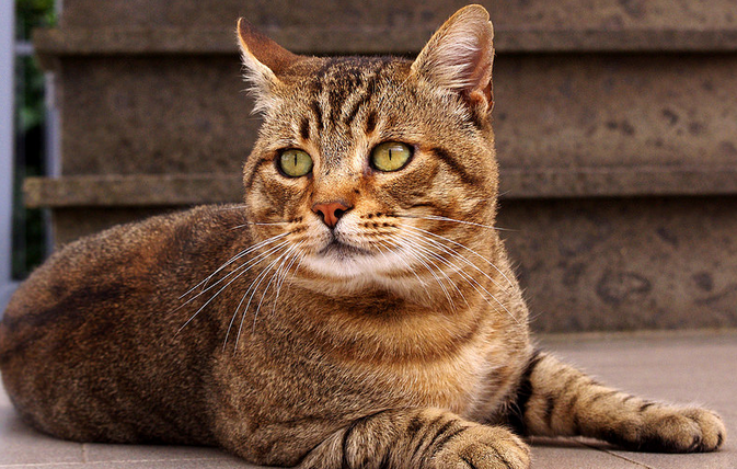 Gato europeo de pelo corto (gato celta) en la foto
