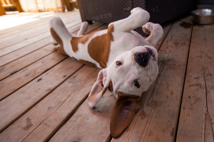 adiestramiento del bulldog americano