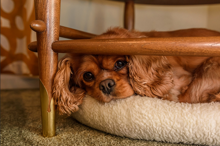 toy spaniel