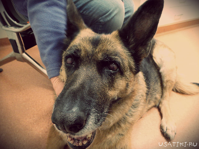 Keratitis bei Hunden auf dem Foto