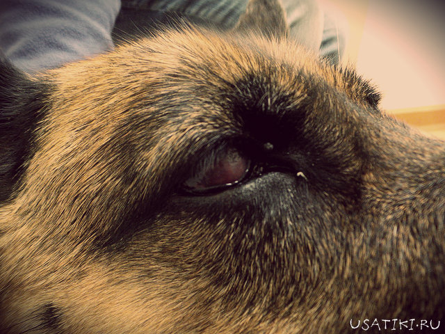 Trübe Hornhaut bei einem Schäferhund - Keratitis