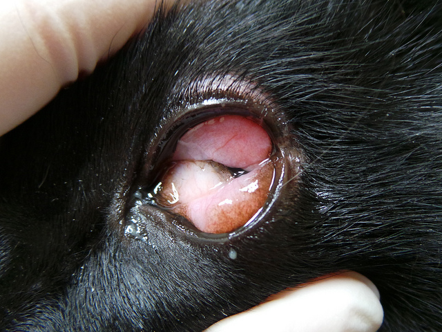 Das Tier kann das Auge aufgrund einer starken Schwellung der Bindehaut nicht selbstständig öffnen.