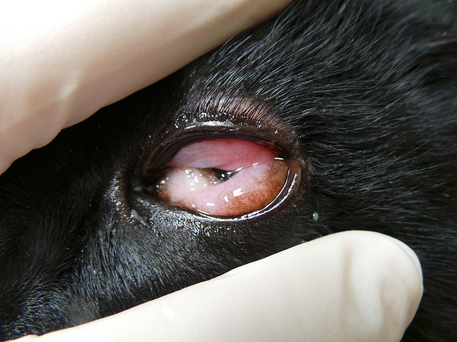 Noch katarrhalische Konjunktivitis