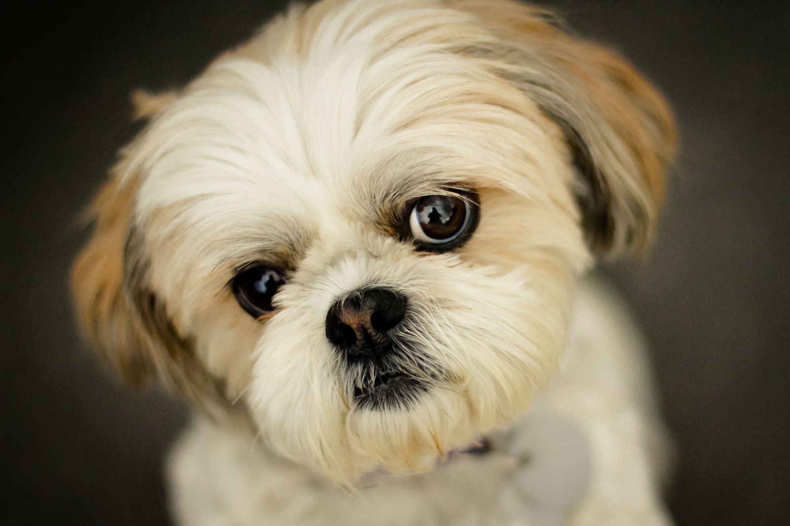 Cachorro de shih-tzu